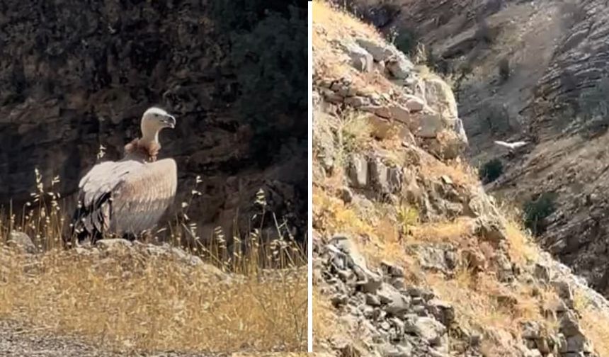 Derecik’te Yol Kenarında Akbaba Görüntülendi