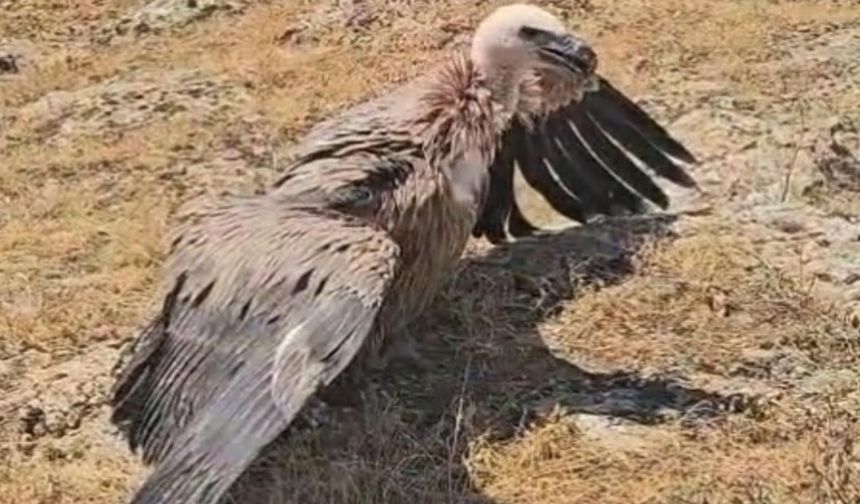Hakkari’de tedavi edilen kızıl akbaba doğaya salındı