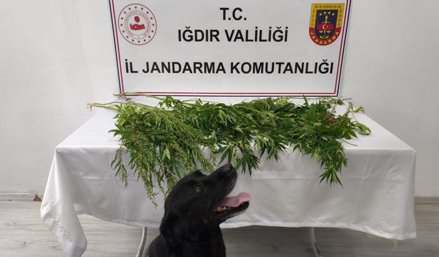 Iğdır’da jandarmadan uyuşturucu operasyonu: 1 tutuklama