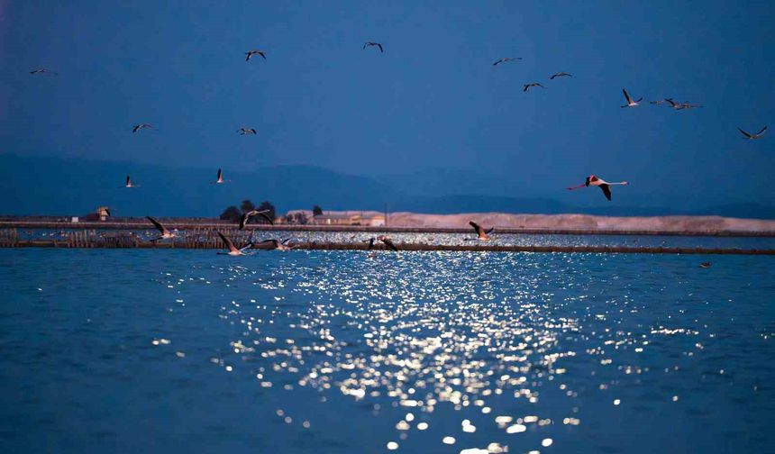 Flamingolar Gediz Deltasına hayat veriyor