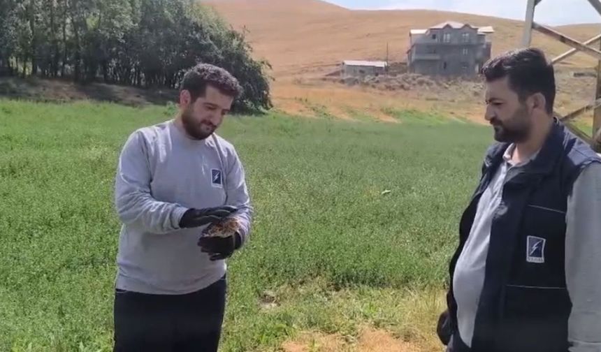 Yaralı Baykuş VEDAŞ Ekipleri Tarafından Kurtarıldı
