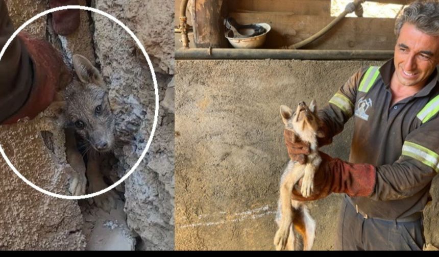 Hakkari’de Maden İşçileri Mağaraya Sıkışan Tilkiyi Hayata Döndürdüler