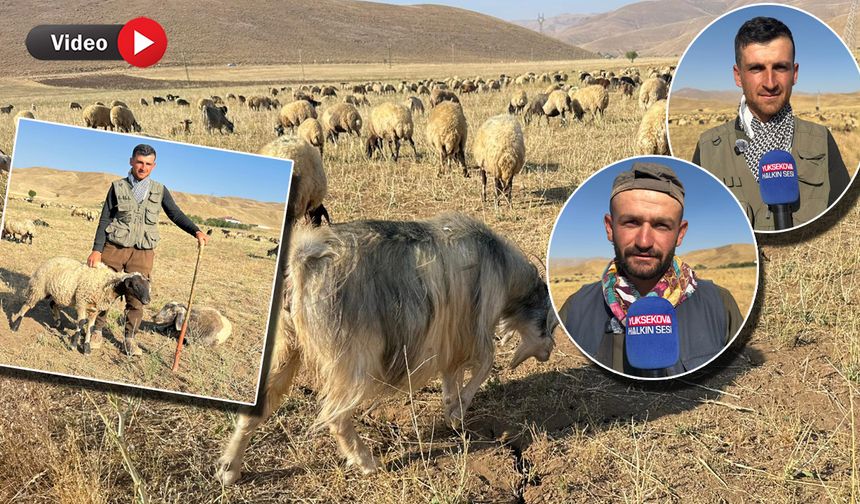Şap (SAT-1) Hastalığı Yüksekovalı Çiftçileri Mağdur Etti