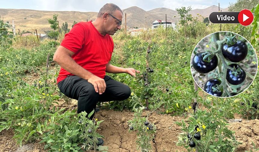 Yüksekova’da Siyah Domates Yeniden Toprakla Buluştu: Destek Görmeyen Girişimciler Umutlarını Yitirmedi