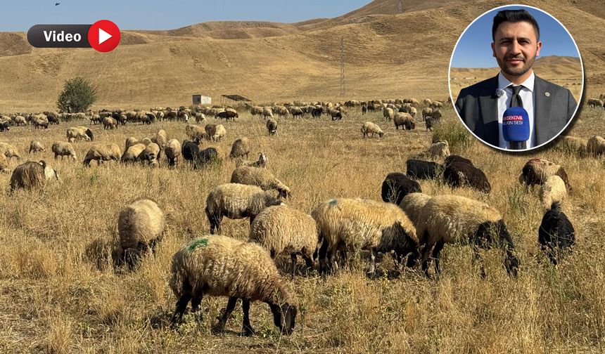 Yüksekova'da hayvan sayısı son yıllarda büyük artış gösterdi