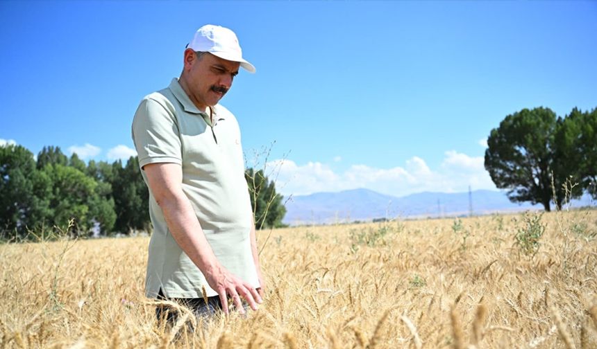 Tarım Lisesi’nde buğday hasadı