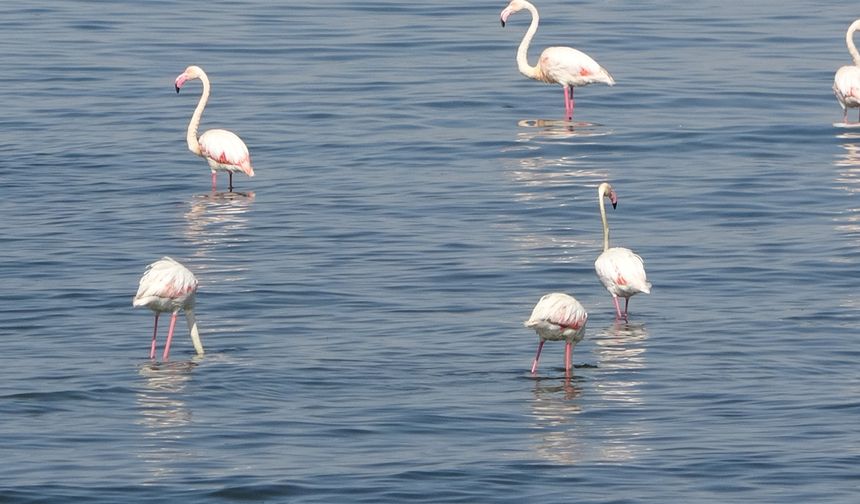 Flamingoların yeni durağı Van Gölü havzası oldu