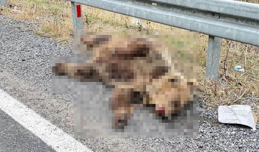 Hakkari’de aracın çarptığı ayı telef oldu