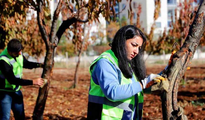DBB özel yöntemlerle ağaçları tedavi ediyor