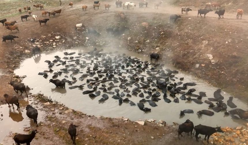 Mandaların kaplıca keyfi havadan görüntülendi