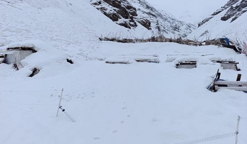 Hakkari’de Çığ Felaketi: 137 Arı Kovanı Kar Altında Kaldı
