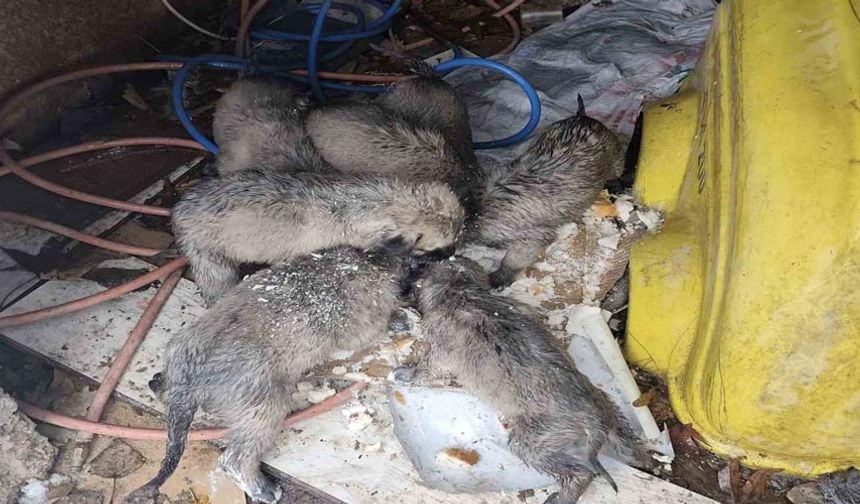 Mardin’de insanlık ölmemiş dedirten hareket