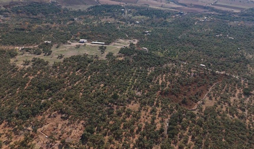 Mardin Büyükşehir Belediyesinden Derik zeytini için dal kanserine karşı mücadele