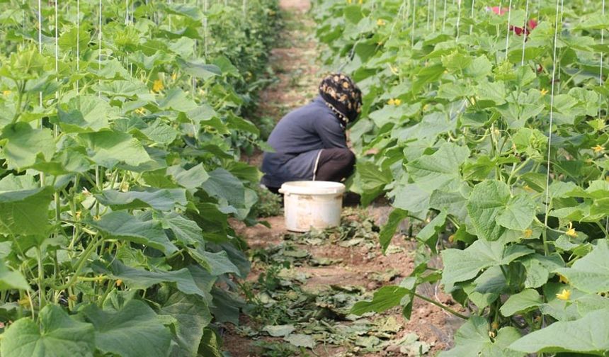 Erzincan’da kadın çiftçilere yüzde 50 hibeli sera desteği