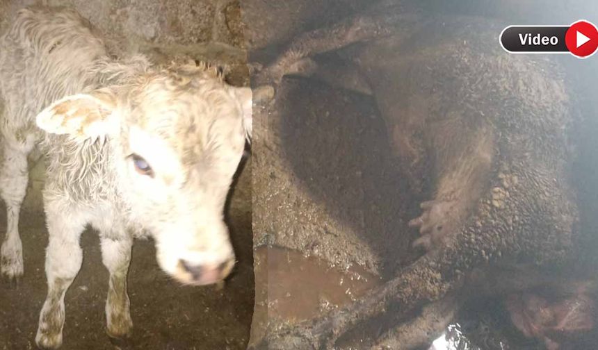 Ailenin geçim kaynağıydı! İnek öldü, buzağı yetim kaldı