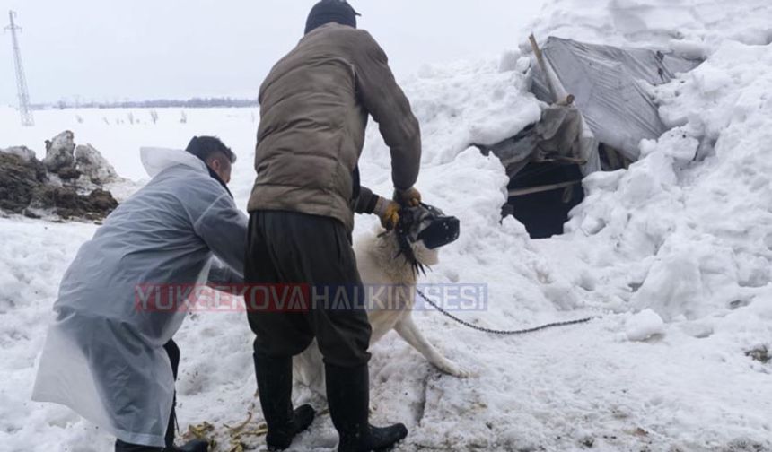 Yüksekova’da Kuduz Alarmı: Kadıköy Köyü Karantinaya Alındı