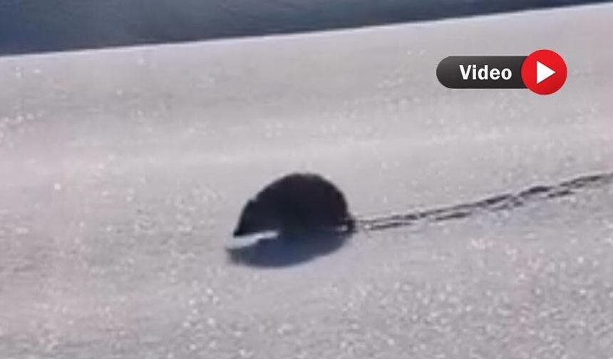 Yüksekova’da karlar içinde görüntülenen kirpi şaşırttı