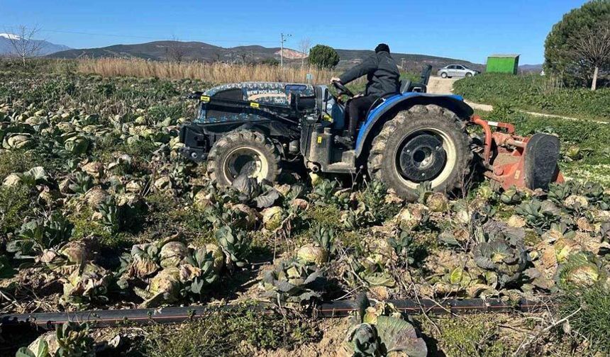 Pazarda 70 lira ama yüzbinlercesi tarlada çürüdü: Üreticiler Tarım Kredi’ye çağrı yaptı