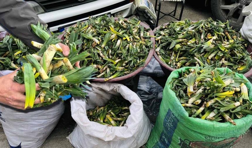 Yüksekova'da yılın ilk otu çiriş, tezgahlardaki yerini aldı