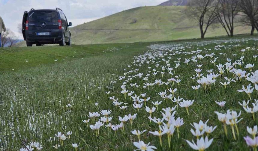 Muş Ovası çiğdemlerle renklendi