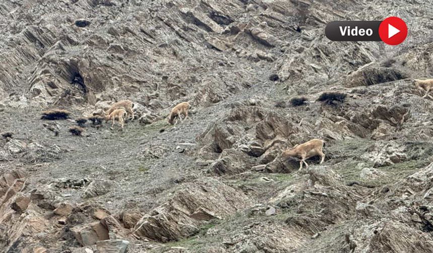 Hakkari’de Dağ Keçileri Görüntülendi