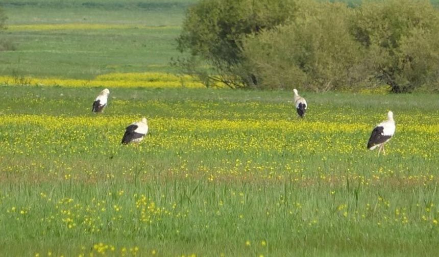 Yüksekova’da Doğa Seferberliği: Nehil Sazlığı İçin Bilimsel Proje Kabul Edildi