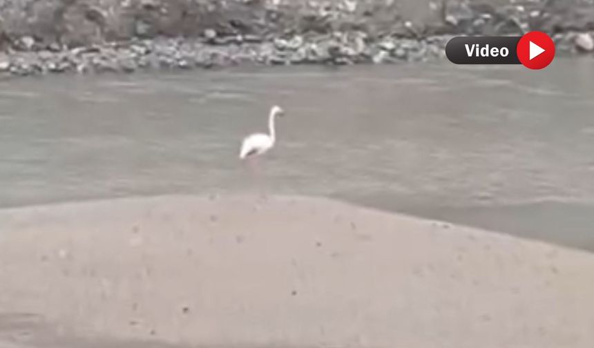 Şemdinli’de Flamingo Görüntülendi
