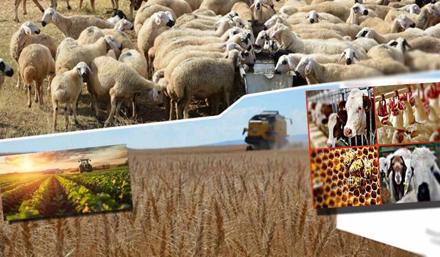 Yüksekovalı Çiftçiler Dikkat! Desteklemeler Bugün Hesaplara Yatırılıyor