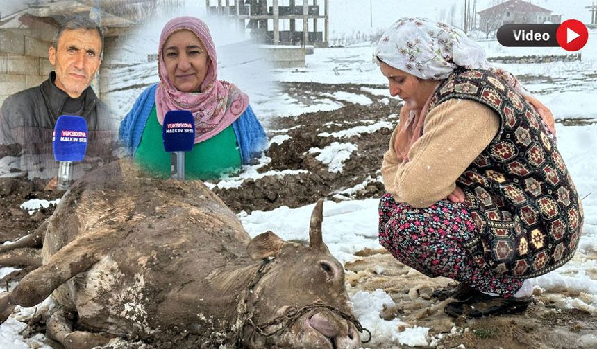 Yüksekova’da bir annenin emeği yok oldu: Şimdi gözyaşlarıyla destek bekliyor