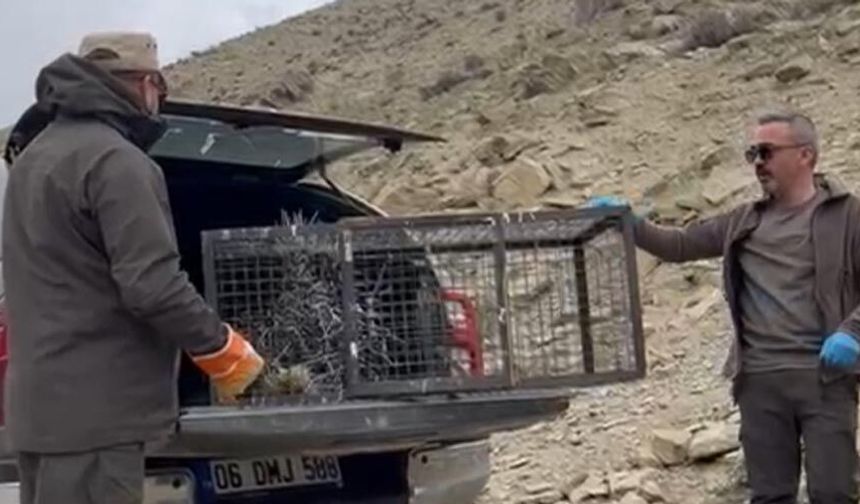 Yaralı bulunan Hint oklu kirpi, tedavi sonrası yeniden doğaya kavuştu