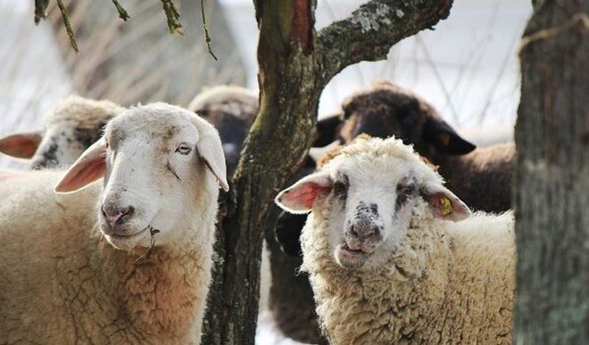 Diyanet 2026 kurban vekalet bedellerini açıkladı