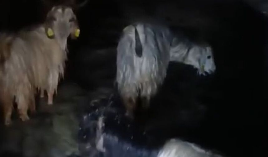 Yüksekova’da ahırları su bastı: Mahsur kalan hayvanlar kurtarıldı