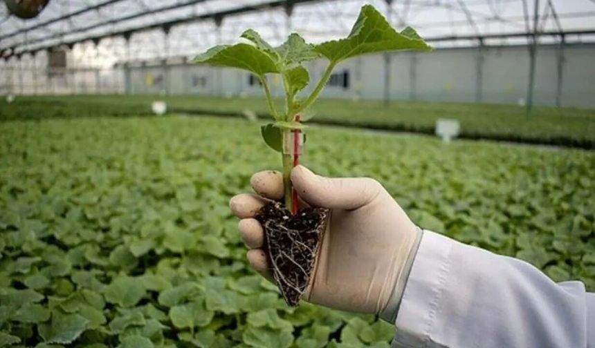 Hakkâri’de yüzde 75 hibeli fide desteği başvuruları başladı