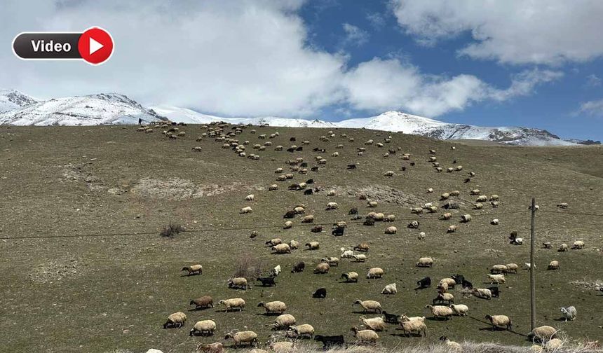 Hakkari’de Havalar Isındı: Hayvanlar Meralara Çıkmaya Başlıyor