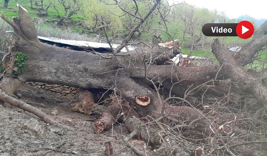 Derecik’te Devrilen Ağaç Ahıra Zarar Verdi: 5 Hayvan Telef Oldu