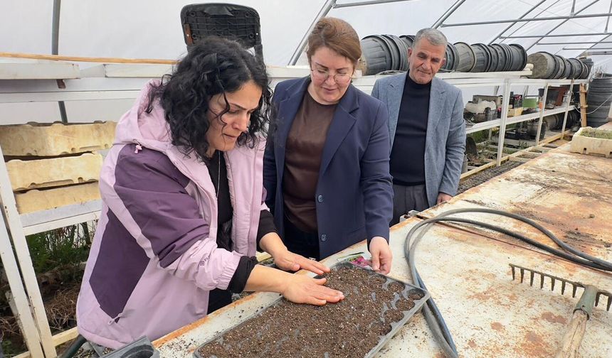 Yüksekova Belediyesi'ne ait serada tohumlar yeşeriyor