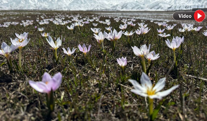 Yüksekova'nın Ovası Görüntüsü İle Büyülüyor
