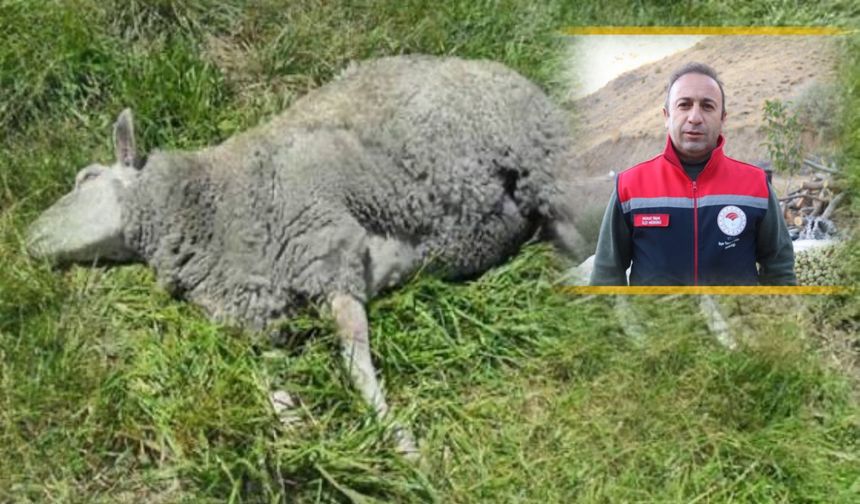 Müdür İnan Hayvanlarını Meraya Bırakan Çiftçileri Uyardı!