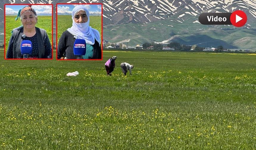 Yüksekova’da Yabani Sarımsak Mesaisi Başladı