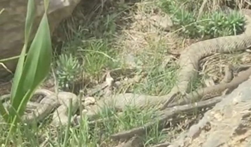 Hakkari’de doğaseverler dev engerekle karşılaştı
