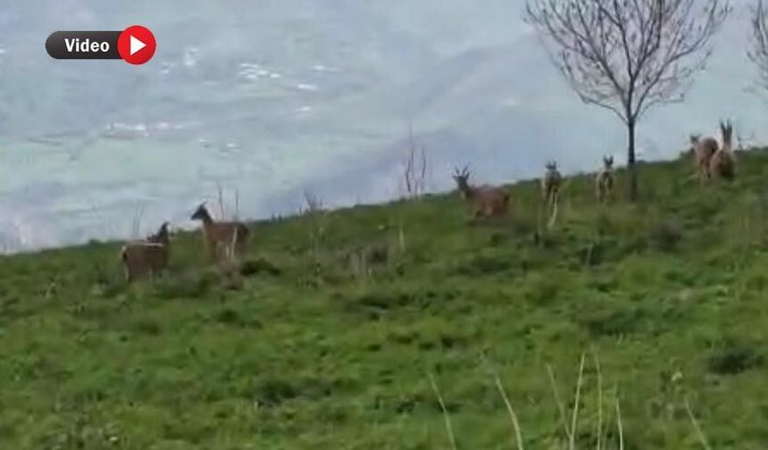 Yüksekova’da Dağ Keçileri Kameraya Yansıdı