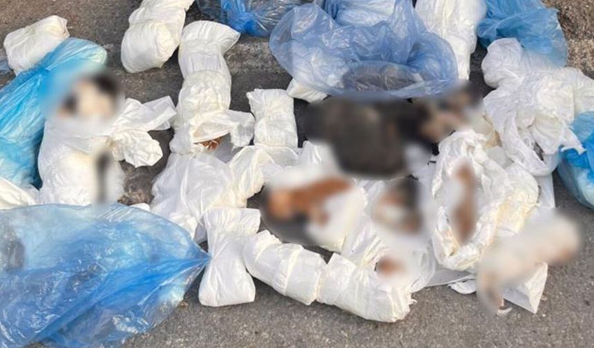 Poşetler içinde 33 ölü kedi bulundu