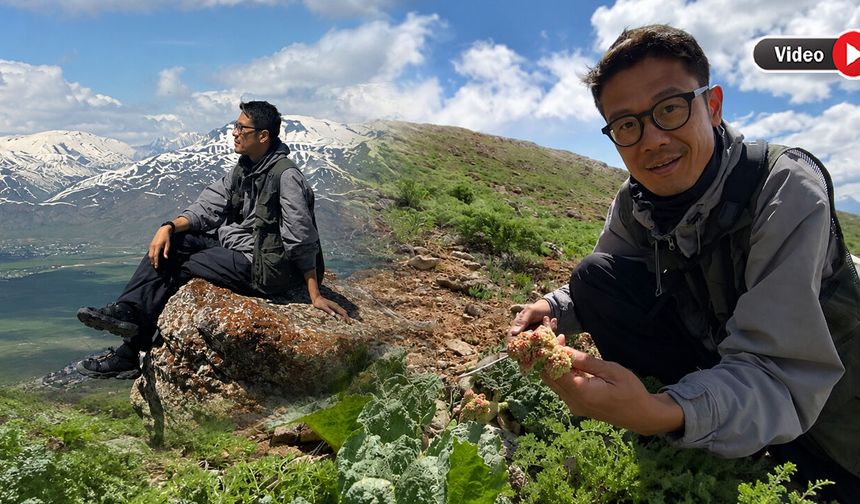 Yüksekova’nın Doğasına Hayran Kalan Japon Turist Yaylalarda Uçkun Topladı