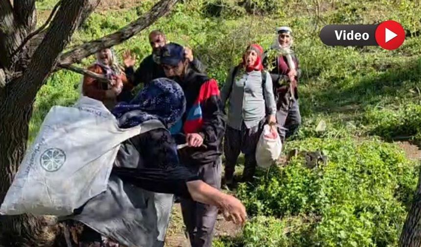 Yüksekova’dan Yola Çıkan Grup, Şemdinli Yaylalarında Dağ Pancarı Topladı