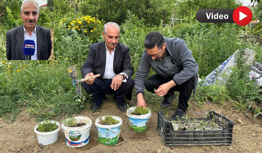 Yüksekovalı Tahir Şen ata tohumlarıyla 33 yıldır organik üretim yapıyor
