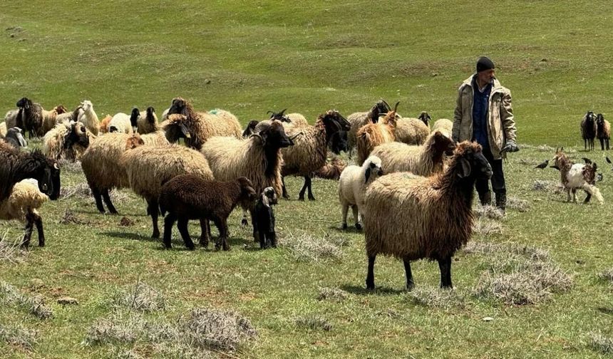 Yüksekova, Küçükbaş Hayvancılık Desteklerinde Öne Çıktı