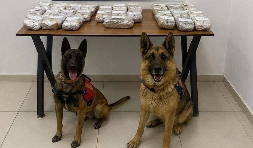 Şemdinli’de 21 Kilo Esrar Ele Geçirildi