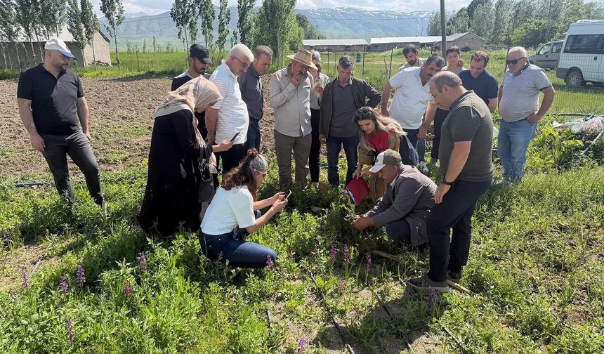 Yüksekova’da 24 Çiftçiye Salep Yetiştiriciliği Eğitimi Verildi