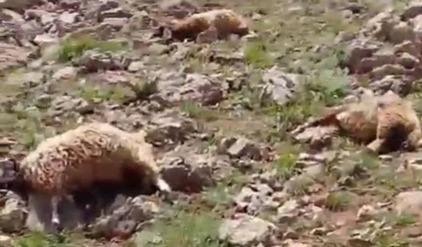 Yüksekova'da sürüye dalan kurtlar dehşet saçtı