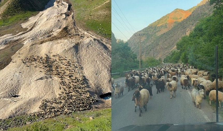 Hakkari’de yayla sezonu gecikmeli başladı